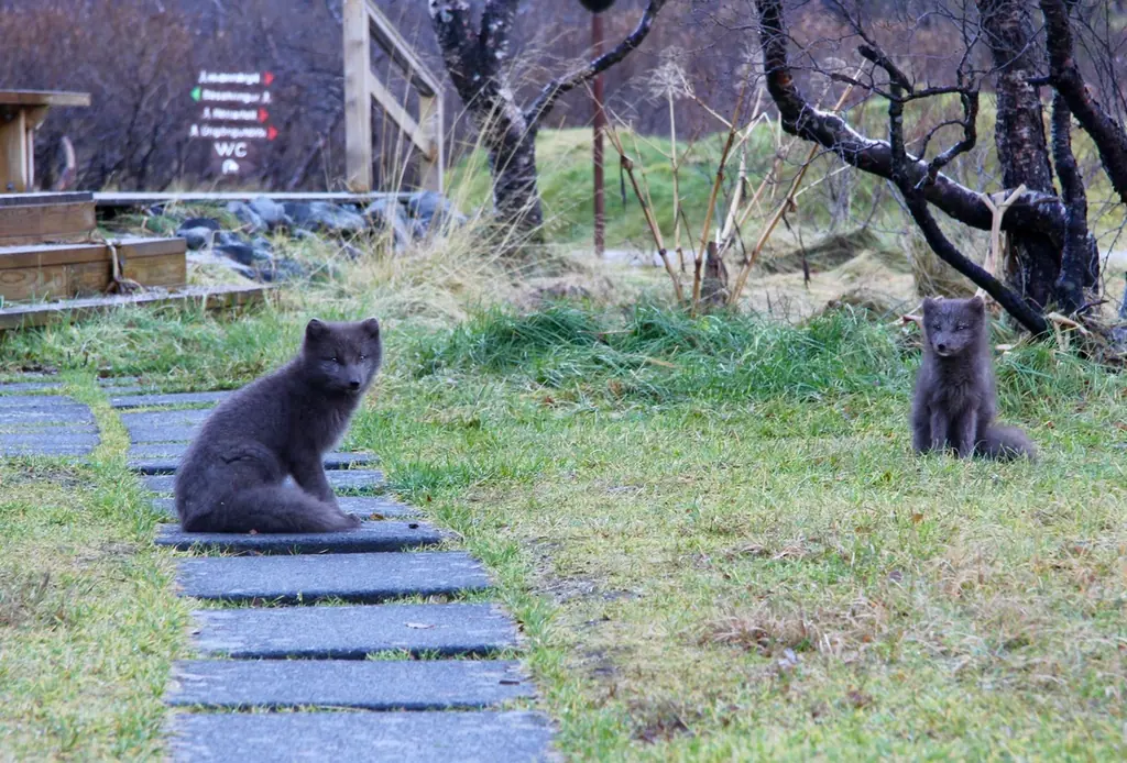 Tvær tófur í sumarfeldi sitja við steinlagðan stíg í Þórsmörk.