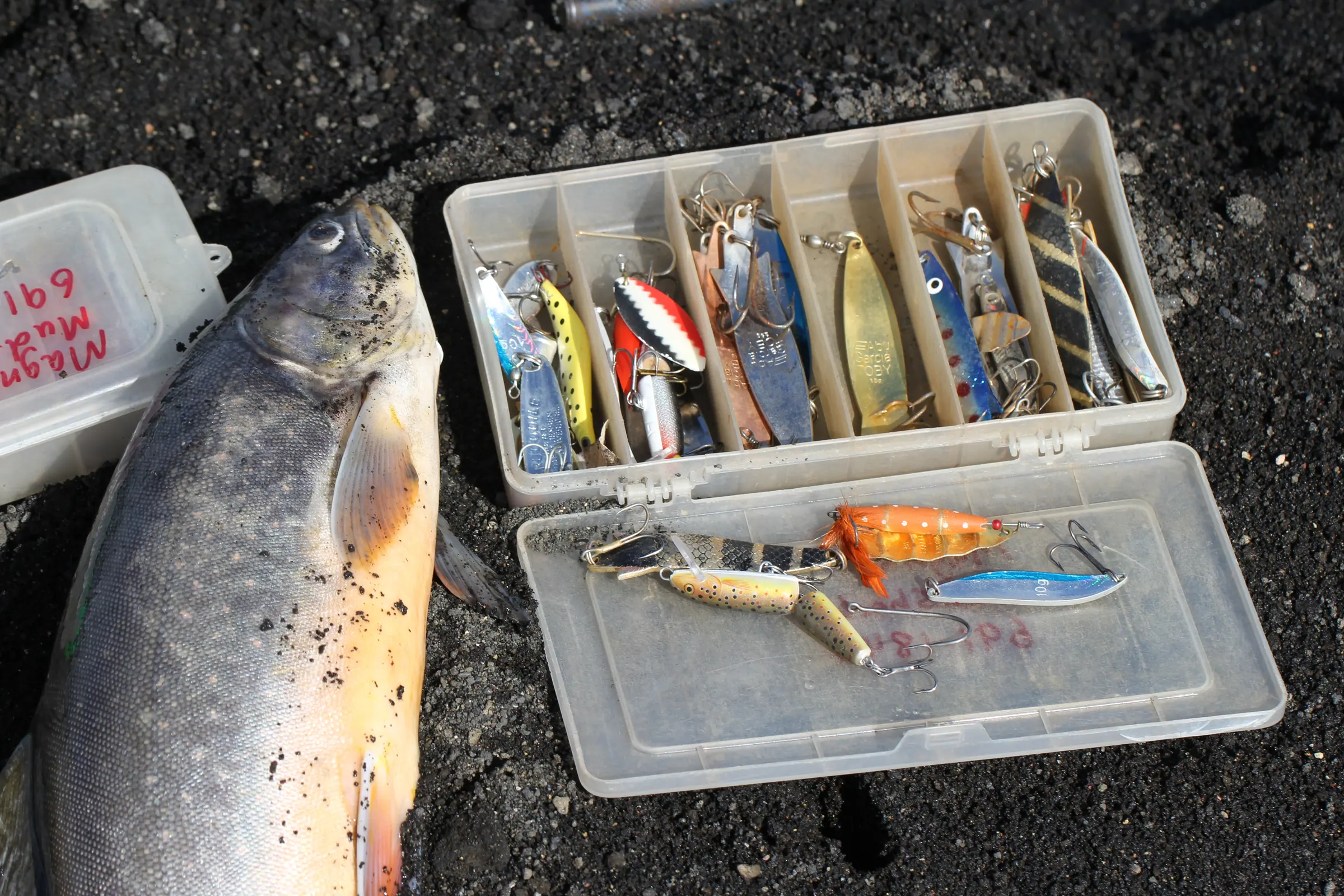 An Arctic char on black sand beside an open tackle box full of spinners.
