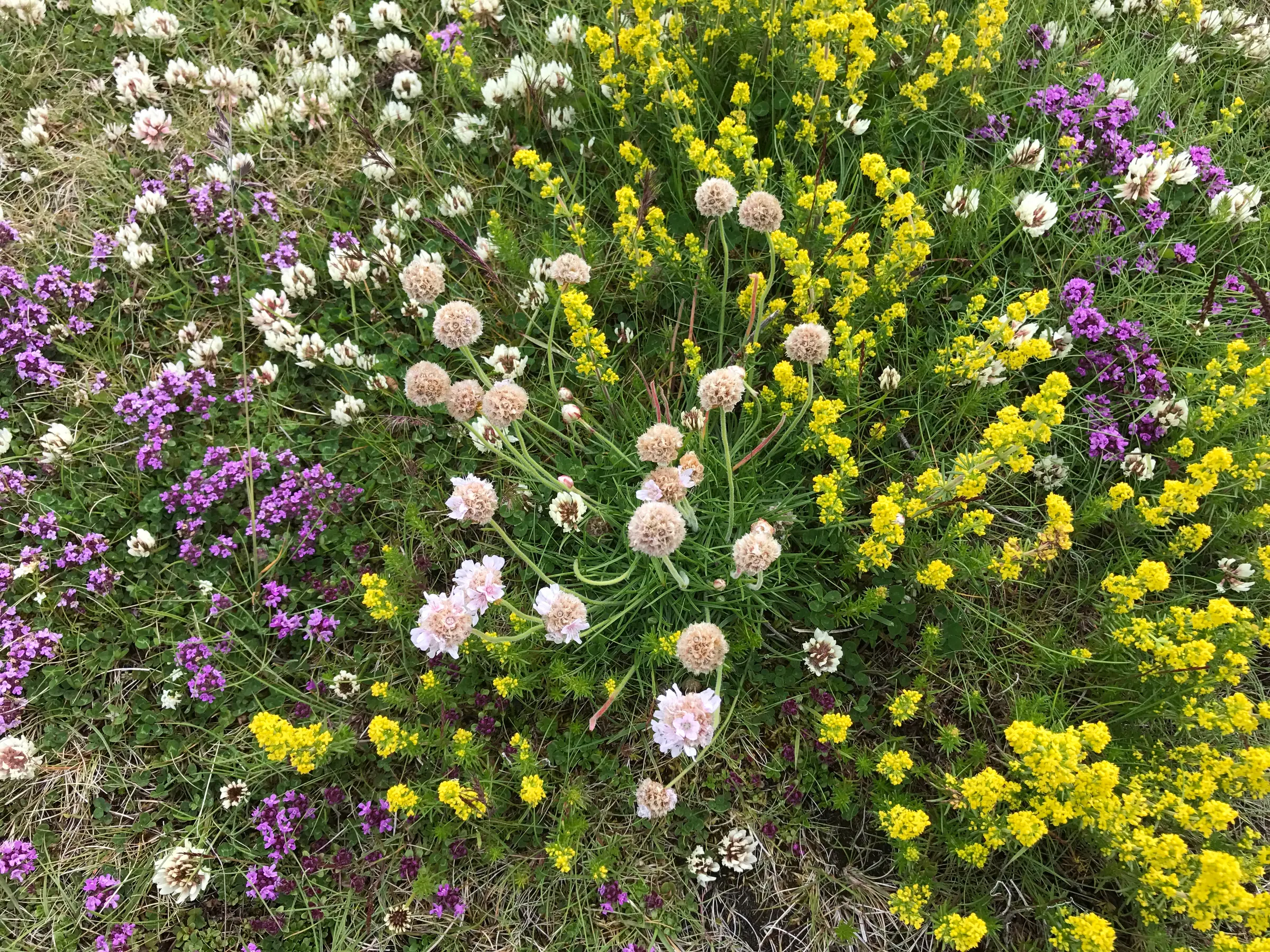 Wild thyme, lady's bedstraw, sea thrift and white clover growing together in the grass.