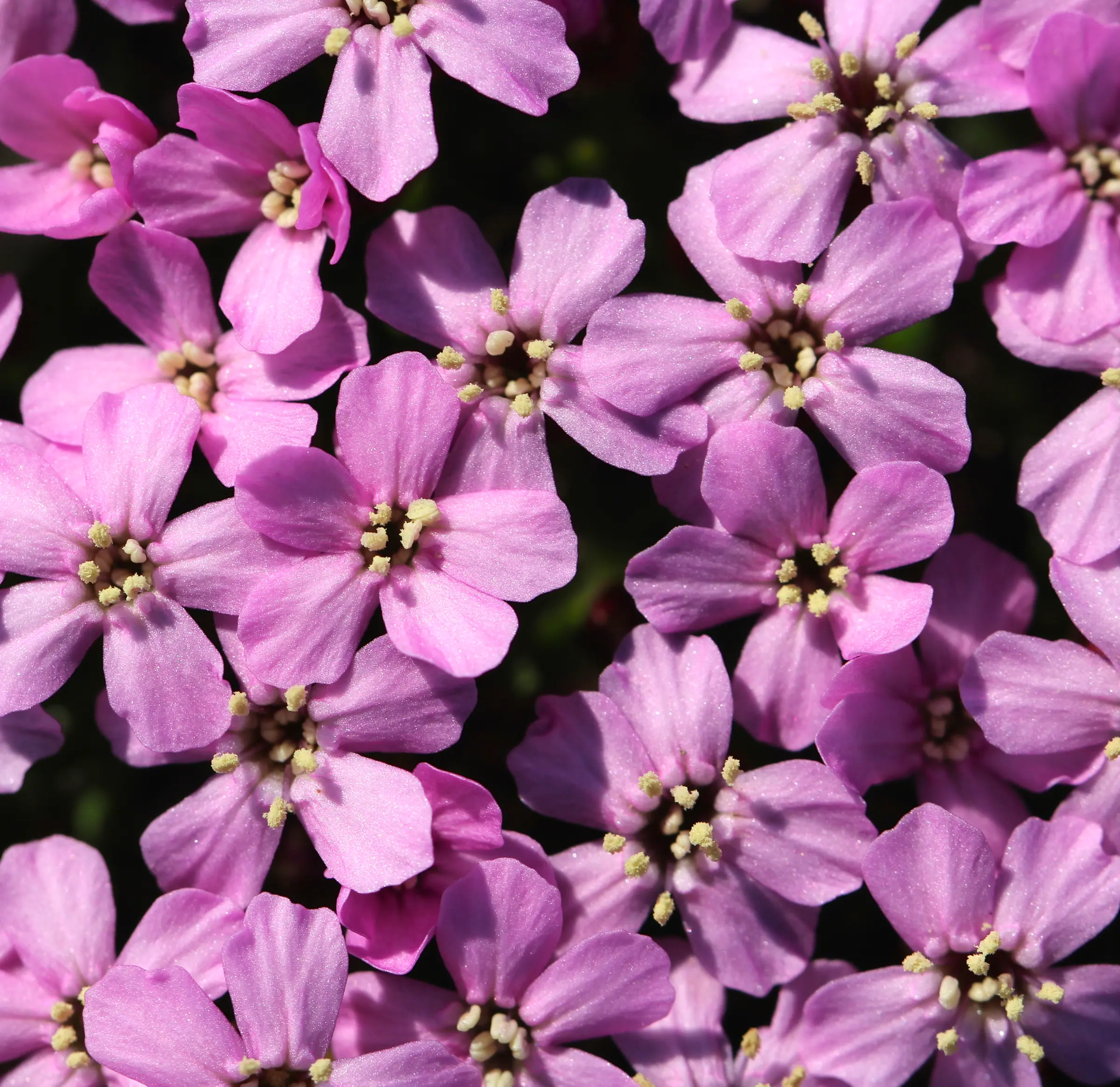 Moss campion in full flower: a dense cushion of small pink blooms.